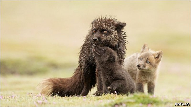 Солянка от 09.12.2018
