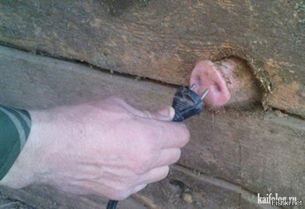 В ожидании года свиньи