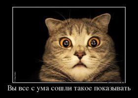 Кошачьи демотиваторы