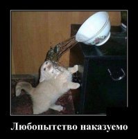 Кошачьи демотиваторы