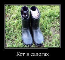 Кошачьи демотиваторы