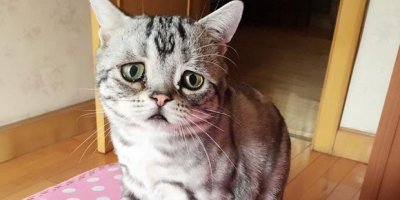 А как же мы? Мы ведь лучше собаки....