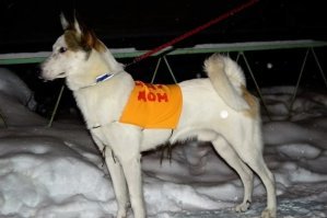 Пермские школьники надевают бездомным собакам попоны собственного изготовления с надписью «Ищу дом».