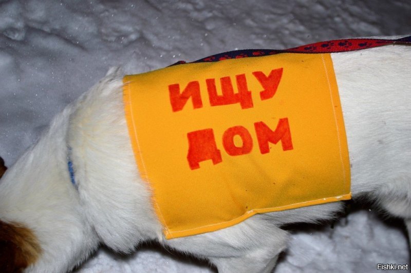 Пермские школьники надевают бездомным собакам попоны собственного изготовления с надписью «Ищу дом».