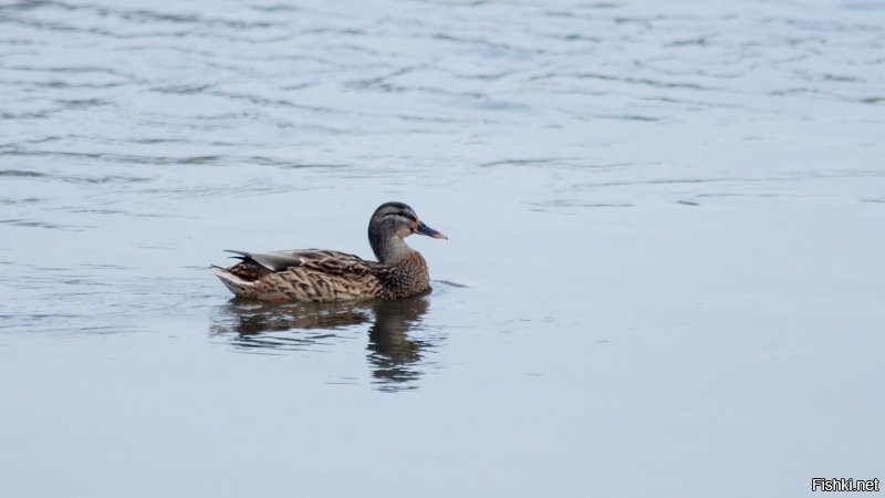 Солянка от 09.12.2018