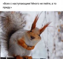 Фотограф 6 лет ловил в объектив белок, и собрал коллекцию чудесных снимков