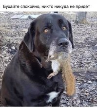 Фотограф 6 лет ловил в объектив белок, и собрал коллекцию чудесных снимков