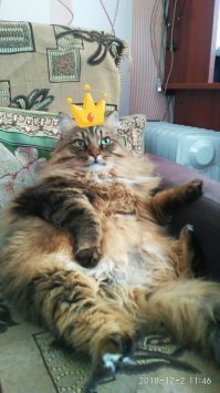 Демотиваторы с собаками