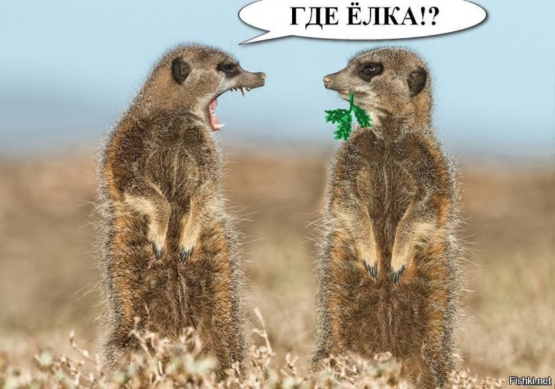 Солянка от 10.12.2018