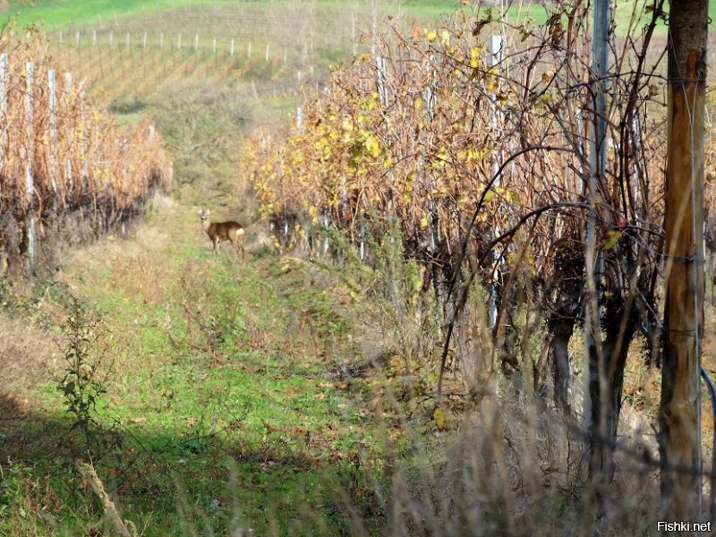 Я...с фото;)...Со ста шагов .., а то и более