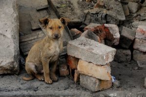Бывает и наоборот : вот такие кошки  и уличный щенок
