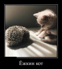 Кактусы на ножках!