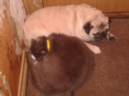 Я, прежде чем уйти на работу, со своим пупсом минут 10 разговариваю, объясняю. что люблю его и скоро приду. В итоге ждёт меня вот так . А котище его подбадривает :)