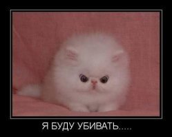 Как выпускали на волю самого дикого котёнка в мире