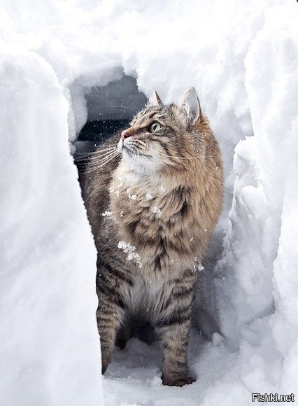 приве-е-ет! иди сюда, давно жду...