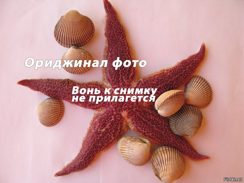 Солянка от 11.12.2018