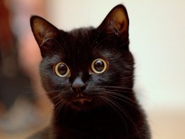 угадайте, что там за моей спиной привлекло её внимание?