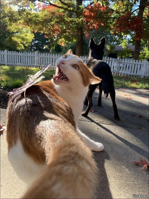 Солянка от 11.12.2018