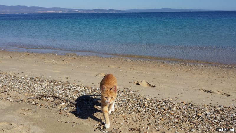 Ещё один греческий котик на пляже в Халкидиках