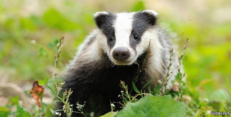 А барсуков,значит не жалко?