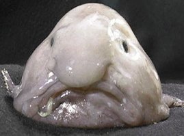 чего-то напомнило.