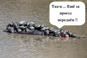 Гиппо-паром: черепахи в Южной Африке застопили гиппопотама