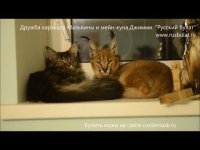 Справедливости ради, не любым котом: