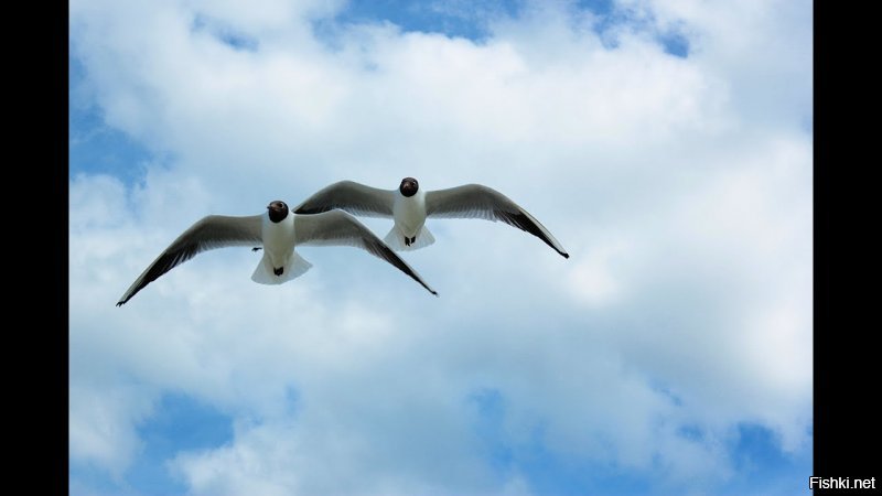 Солянка от 11.12.2018