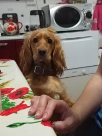 и 16 кг члена семьи :)