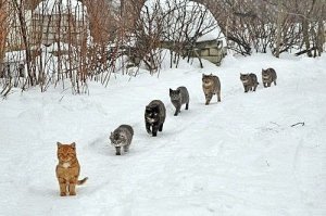 Прикольные и смешные картинки