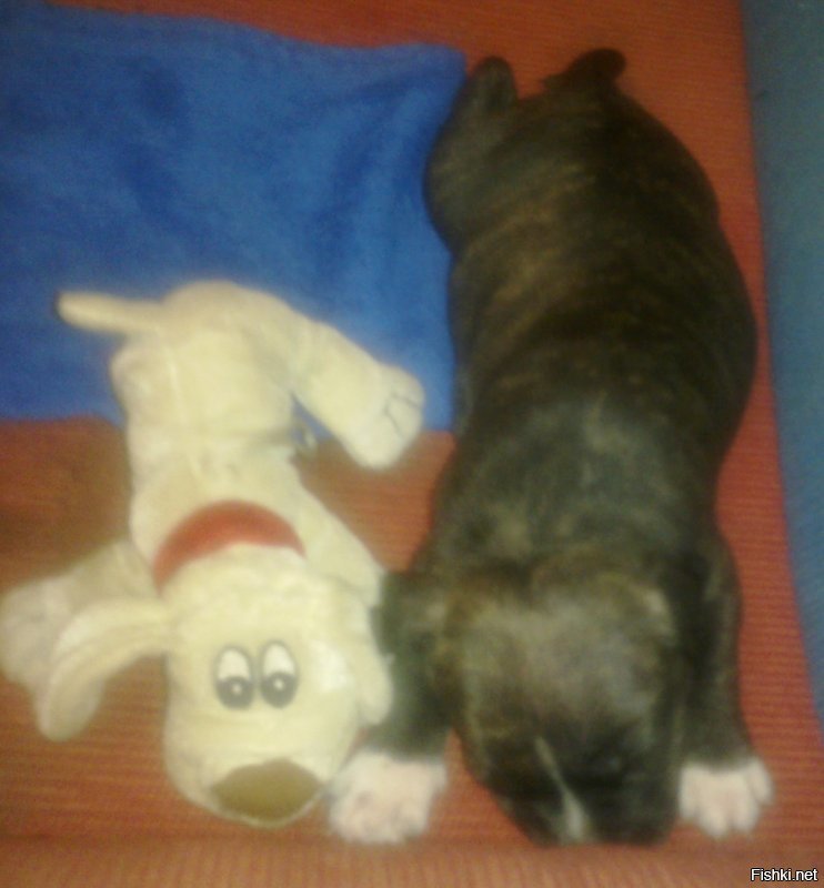 а это мой красавец )
(извините за качество)
от 4 недель до 3-х лет