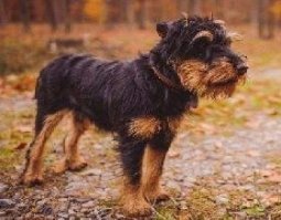 А, есть, есть - под именем "Немецкий ягдтерьер" и страшный как война!