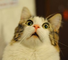 Девушка превращает питомцев в монстров при помощи фотошопа