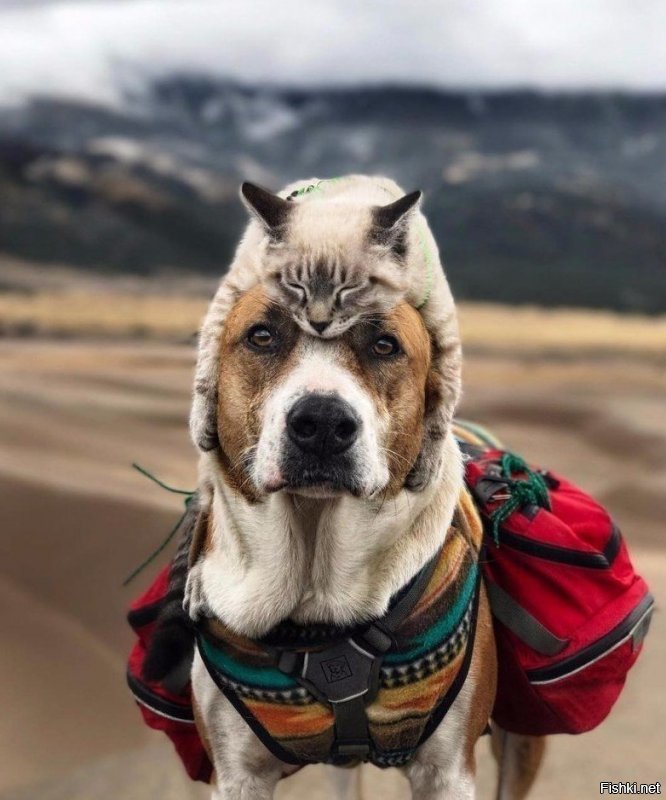 Солянка от 11.12.2018