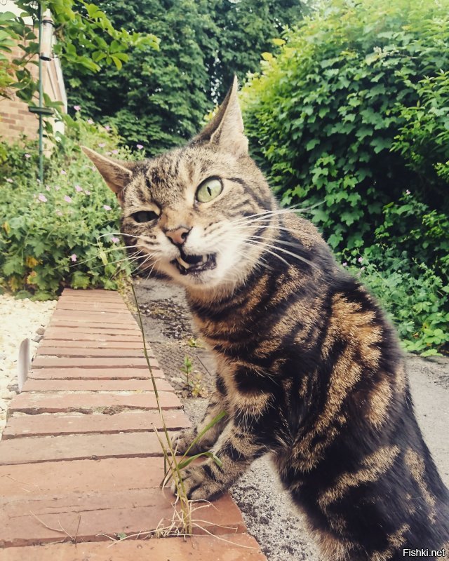 Летняя травка