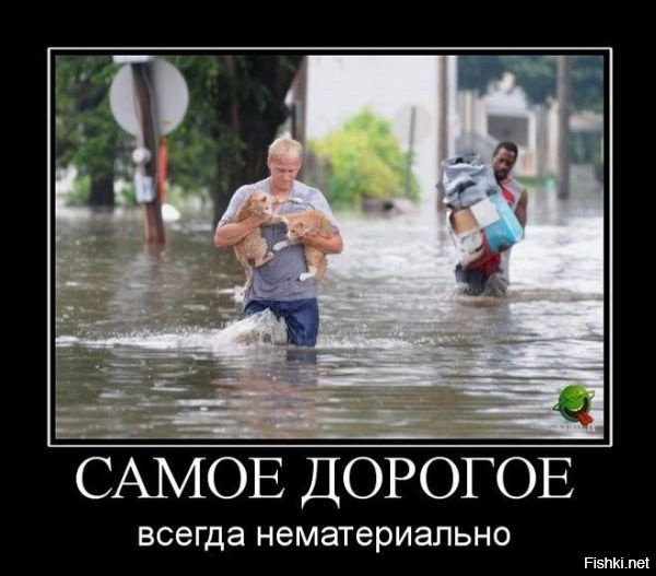 Кошка месяц сидела возле уничтоженного пожаром дома в Калифорнии и ждала своих хозяев