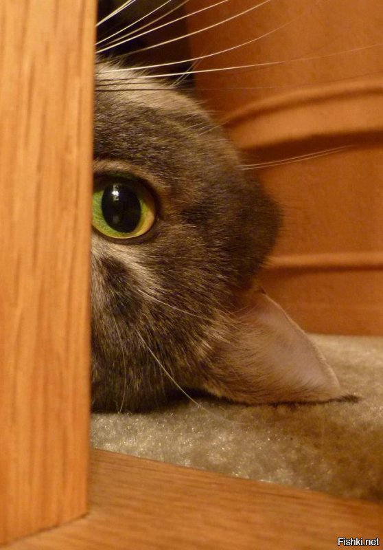 Солянка от 12.12.2018