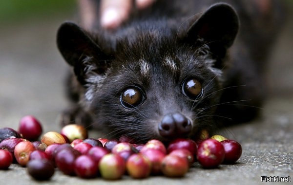 Слона? Хм. Мусангу до слона очень далеко.