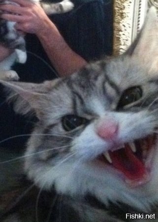 Солянка от 12.12.2018