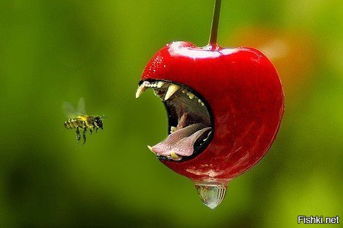 ох уж эти вишенки....