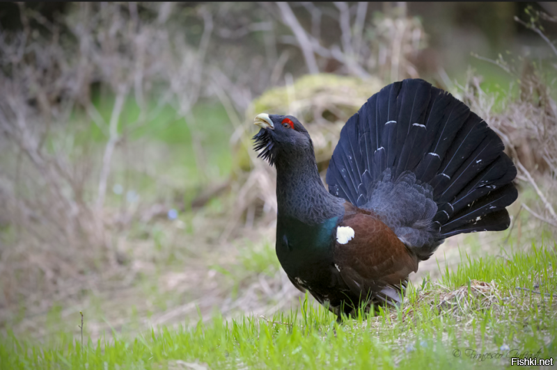 Скворечник, забор на заднем фоне.  Или монтаж или этого попугая специально на снег  выпустили   А вот глухарь, действительно, снега не боится и прячется в нём от холода!