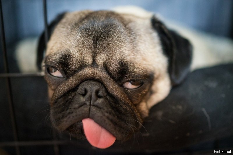 Солянка от 12.12.2018