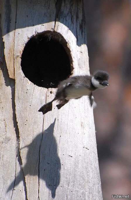 Як вылупяцца з яйкаў, яны аднолькава пацешныя, іх прыемна браць у рукі, падносіць да твару, лавіць вуснамі маленькія дзюбы, што ўмомант ажываюць і пачынаюць працэджваць сліну. Гэта казытліва-прыемна, і жывы камячок у руках напаўняе сэрца чуйнасцю і адказнасцю - адказнасцю за жыццё.