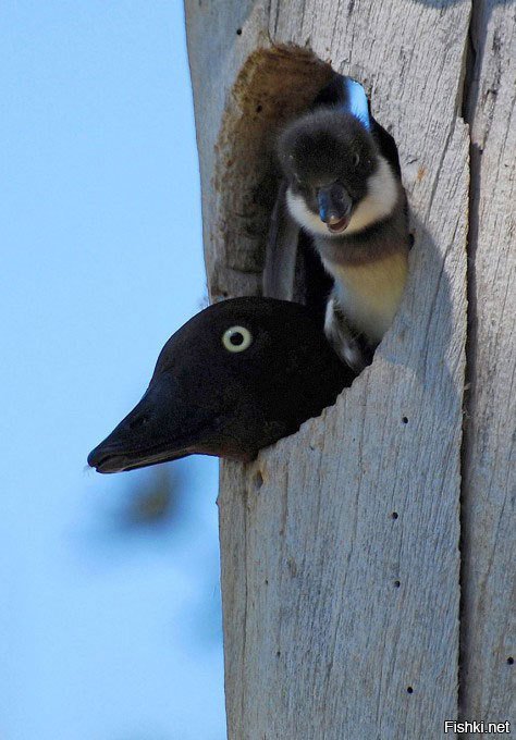 Як вылупяцца з яйкаў, яны аднолькава пацешныя, іх прыемна браць у рукі, падносіць да твару, лавіць вуснамі маленькія дзюбы, што ўмомант ажываюць і пачынаюць працэджваць сліну. Гэта казытліва-прыемна, і жывы камячок у руках напаўняе сэрца чуйнасцю і адказнасцю - адказнасцю за жыццё.