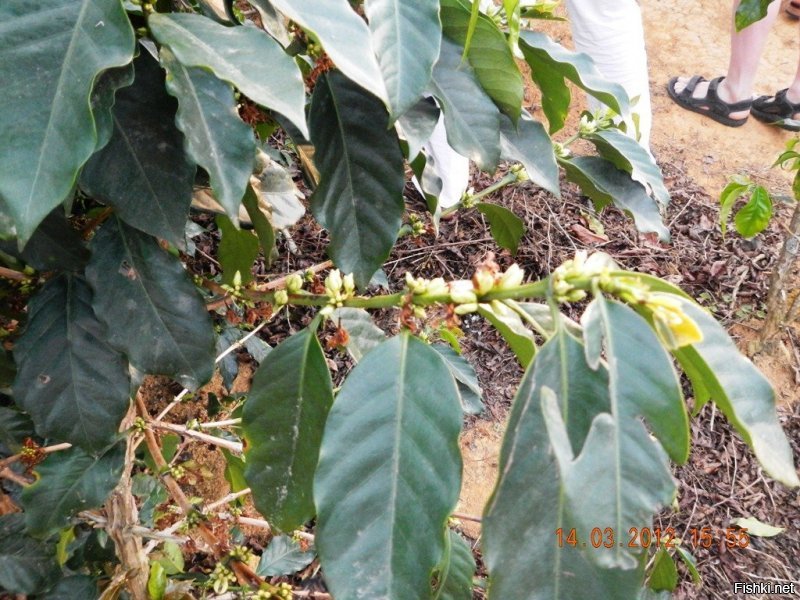 Саженец или семена? Думаю зелень завести... бамбук и мандарины смотрел... сам я кофеман... надо было во Вьетнаме спи... стырить... дык на границе опять жеж повязать могли...