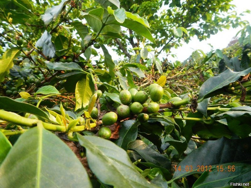 Саженец или семена? Думаю зелень завести... бамбук и мандарины смотрел... сам я кофеман... надо было во Вьетнаме спи... стырить... дык на границе опять жеж повязать могли...