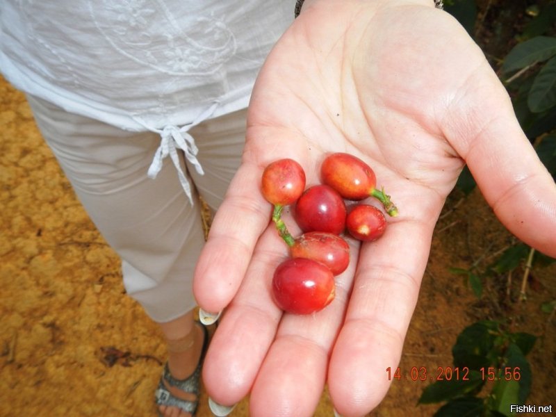 Саженец или семена? Думаю зелень завести... бамбук и мандарины смотрел... сам я кофеман... надо было во Вьетнаме спи... стырить... дык на границе опять жеж повязать могли...