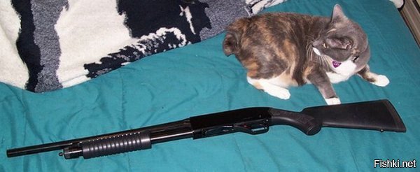 Курт и Котик