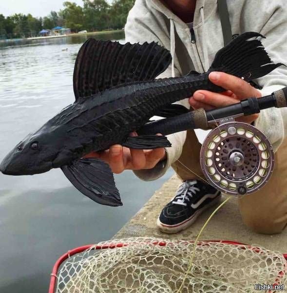 Cом плекостомус