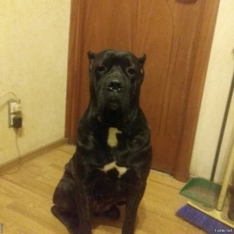 Солянка от 12.12.2018